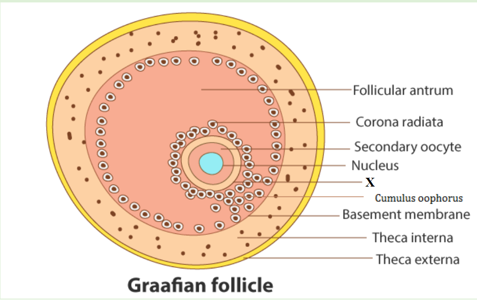 Draw A Labeled Diagram Of A Graafian Follicle