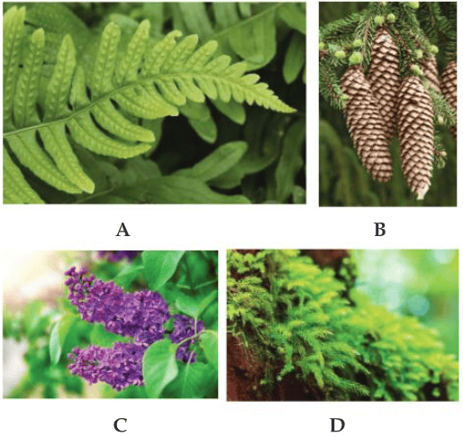 Question Image
