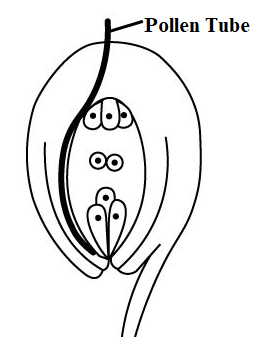 Question Image