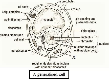 With the help of a welllabeled diagram describe the different parts of a  generalized cell