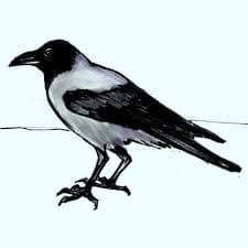 How to draw a Crow