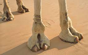 6 Amazing Things We Should Learn From Camel Feet | Stillunfold