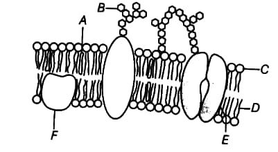 The diagram shows a section of cell membrane. Identify the components  labelled A-F - CBSE Class 11 Biology - Learn CBSE Forum