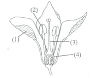 Question Image