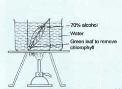 Question Image