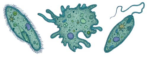 General characteristics and classification of phylum Protozoa - Online  Science Notes