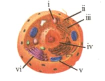 Question Image
