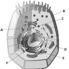 Identify the correct statements w.r.t the given cell.A. Concerned with lipid  and steroidal hormone synthesisB. Outer non living rigid structure which gives  shape to the cell and protects from mechanical damage and