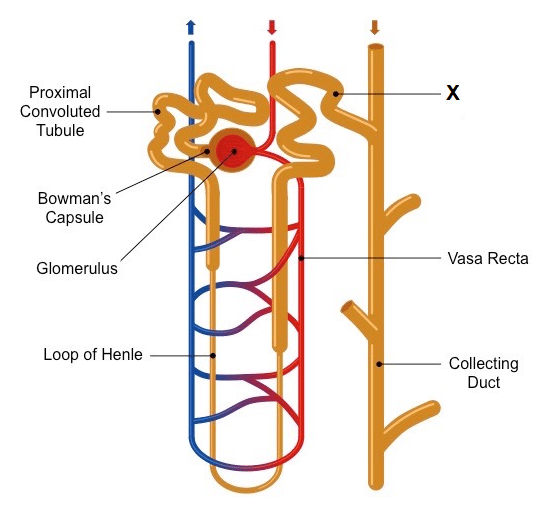 Human Excretory System Contains Questions With Solutions & Points To ...