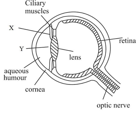 Question Image