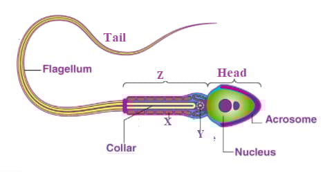 Question Image