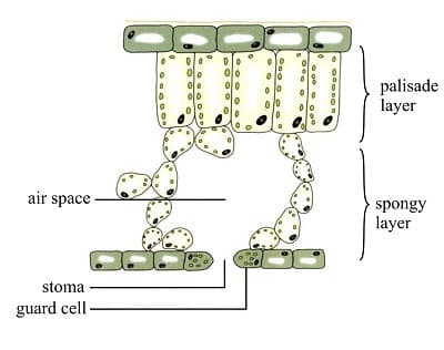 Question Image
