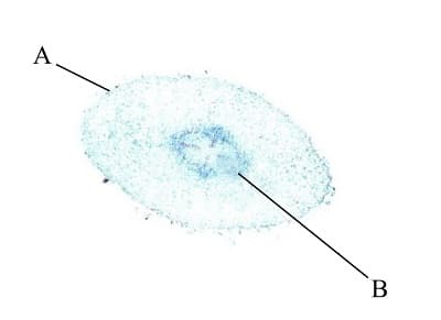 Question Image