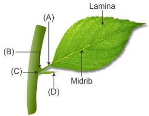 Question Image