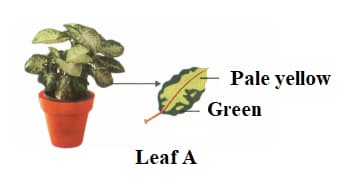 Question Image