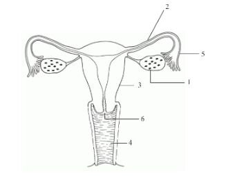 Question Image