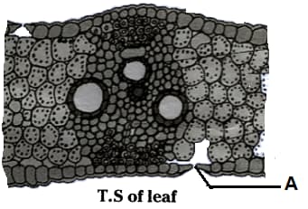 Question Image