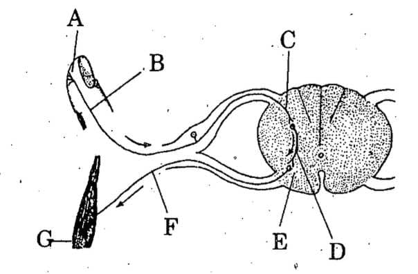 The following diagram indicates the reflex arc. Identify the