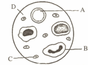 Question Image
