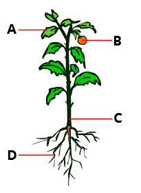 Question Image