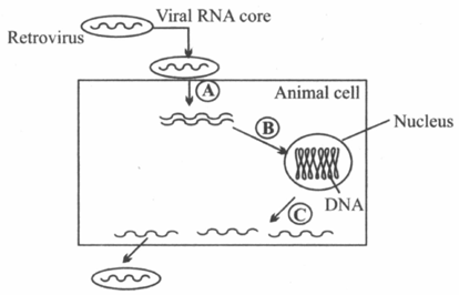 Question Image