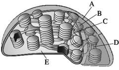 Consider the following five statements A to E with respect to the chloroplast  shown below. Select the correct option stating which ones are True T and  which ones are False F.A. It