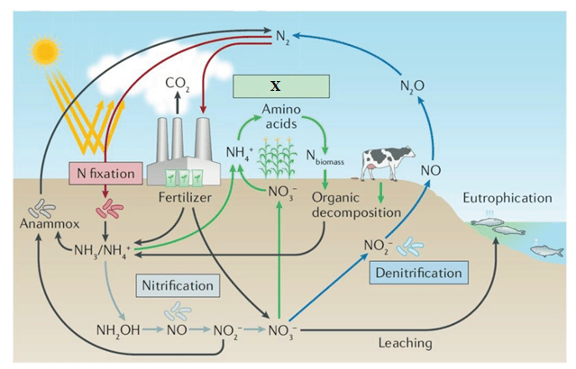 Biogeochemical Cycles Contains Questions With Solutions & Points To ...