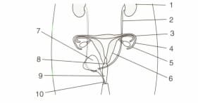 Question Image