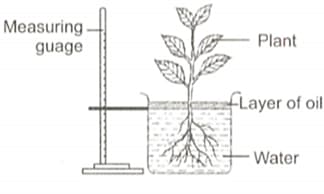 Question Image