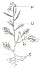 Question Image