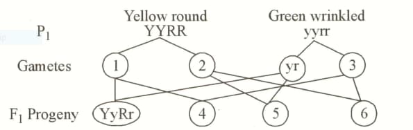 Question Image