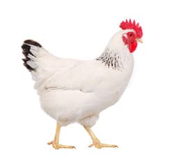 white hen profile, isolated on white