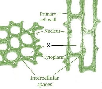 Differentiate between parenchyma and collenchyma tissue Draw a sketch ...