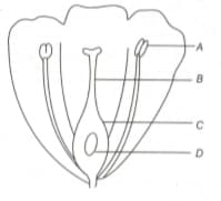 Question Image