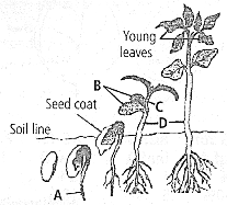 Question Image
