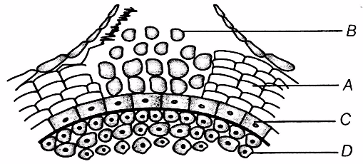 In the diagram of lenticel, identify the parts indicated as A,B,C,D