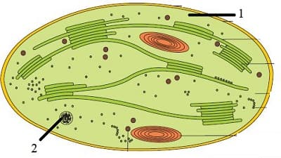 Question Image