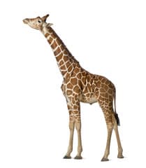 Somali Giraffe, commonly known as Reticulated Giraffe