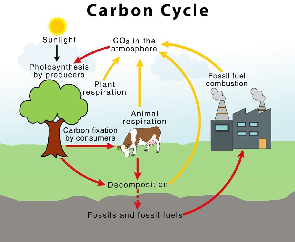 Draw A Diagram Of Carbon Cycle