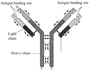 The three main types of phagocytes are neutrophils monocytes and ...