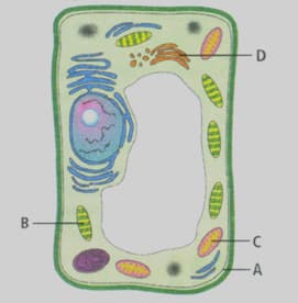 Question Image
