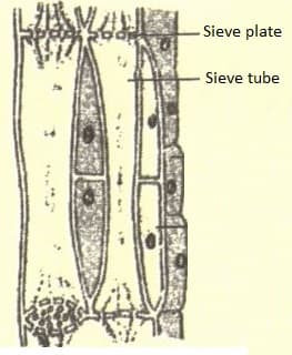 Label sieve tube and sieve plate in the diagram of phloem tissue