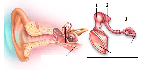 Question Image