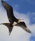 How This Bird Stays in Flight for What Feels Like Forever
