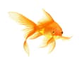 gold fish
