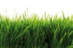 Best Types of Grass - How to Grow Grass