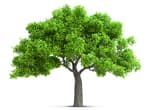tree isolated with high detailed leaves, 3D illustration