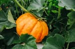 Orange fresh pumpkin in garden