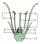 Question Image