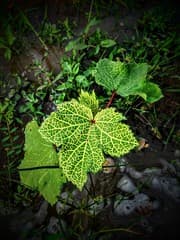 Okra Leaf with Yellow Vein Mosaic Vrus